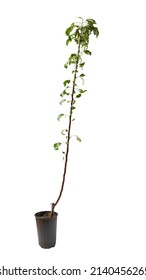 Small Apple Tree Sapling In Flower Pot Isolated On White. Fruit Tree For Orchard. Gardening Concept.