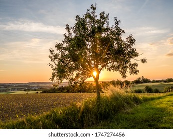 Small Apple Tree At Sunset