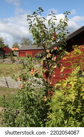 Small Apple Tree, Småland Sweden