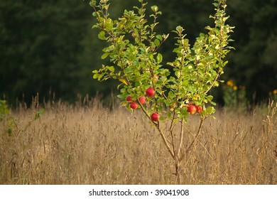 Small Apple Tree In Wild Nature