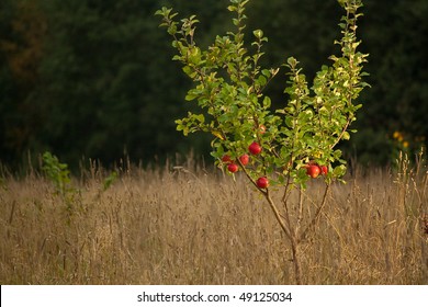 Small Apple Tree In Wild Nature