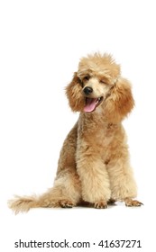 Small apricot poodle puppy, isolated on white background