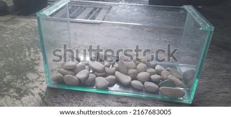 a small aquarium filled with hiyas