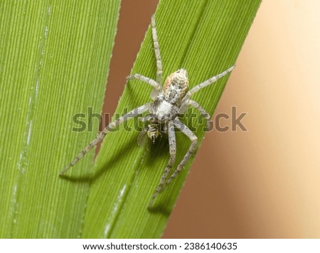 Small arachnid, Philodromus cespitum spider eating prey on a leaf