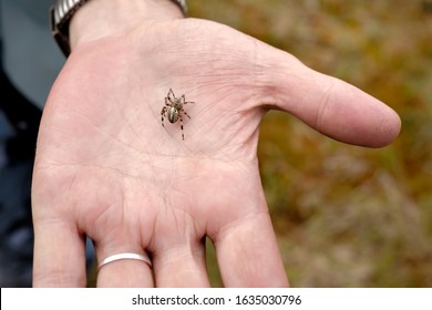 Small Araneus Spider Sits On A Man Hand. Top View.