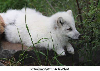 Small arctic fox sitting and relaxing on a log. Bright white fur with black nose and eyes, against a brown log and green grass. Very cute arctic fox. - Powered by Shutterstock