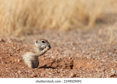 Small Arizona Sonoran Desert Round Tailed Ground Squirrel Pest Rodent Sitting Above His Burrow Opening Hole Eating