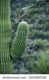 Small Arm Waves On The Side Of Saguaro Cactus in Saguaro National Park