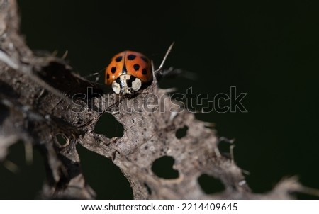 Similar – Image, Stock Photo Asian ladybug sitting on a bunch of snowberries/bunching peas