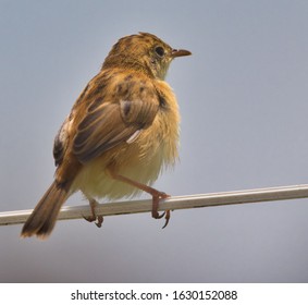 Small Australian Bird, Cisticola Exilis (Golden Headed Cisticola) Perched On A Fenceline.