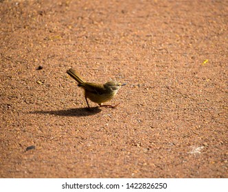 A  Small Australian Brown Honeyeater Family Meliphagidae Standing On The Cycleway  On A Cloudy Afternoon In Late Spring Is A Delightful  Little Bird.