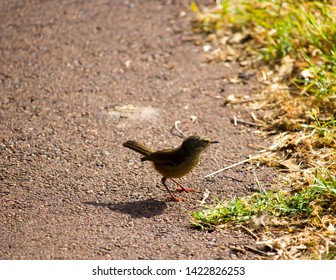 A  Small Australian Brown Honeyeater Family Meliphagidae Standing On The Cycleway  On A Cloudy Afternoon In Late Spring Is A Delightful  Little Bird.