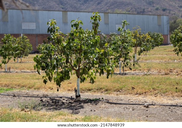 small avocado tree\
planting in the field
