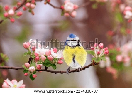 a small azure songbird in a spring flowering garden sits on an apple tree branch with rosebuds