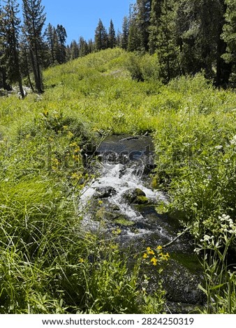 A small babbling stream flowing through green grasses. The white water contrasting with the green background.