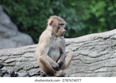 Small Baboon Monkey sitting on a rock
