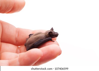 Small Baby Bat Sitting On My Fingers.