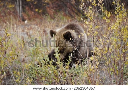 Similar – Brown Bear Biologist