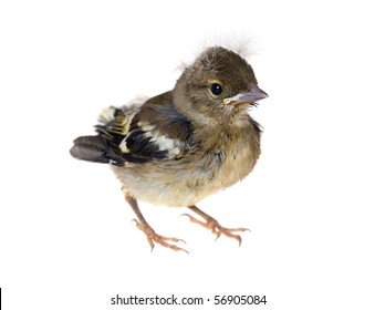 Small Baby Bird Of A Chaffinch, Isolated