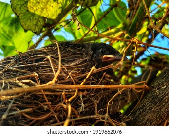 Small  baby bird inside a nest 