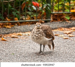 The small baby bird of a peacock costs on a park path