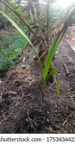 The Small Baby Coconut Tree In The Village Field