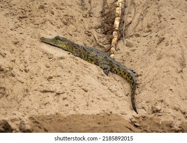 Small Baby Crocodile On The Bank Of The Rufiji River In Tanzania, East Africa