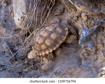 A Small Baby Desert Tortoise In Clark County, Nevada, USA.