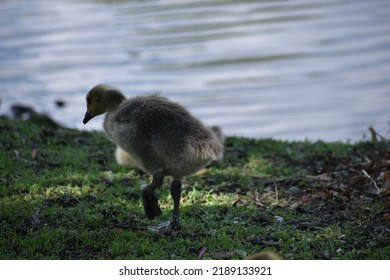 Small Baby Geese By Creek