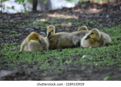 Small Baby Geese By Creek