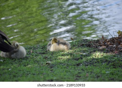 Small Baby Geese By Creek