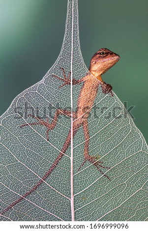 Similar – smiling gecko Saurians