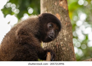 A small baby monkey, specimen of the species Oreonax flavicauda, ​​or yellow-tailed woolly monkey, endemic to Peru, and the Amazon rainforest of the Andes, at the Dos Loritos wildlife rescue center