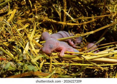 Small Baby Mouse In Yellow Salome. Blind Baby Rats. Pink Animals Without Hair. High Quality Photo