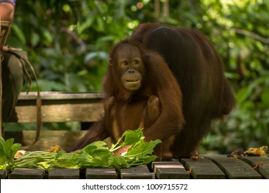 Small baby orangutan is eating at the Sepilok Orangutan Rehabilitation Centre in Sabah, Borneo, Malaysia