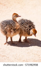 Small Baby Ostrich