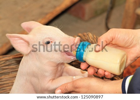 Small baby piglet feeding from milk bottle