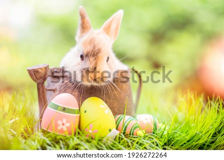 Small ,baby rabbit in easter basket with fluffy fur and easter eggs in the fresh,green spring landscape. Ideal as an easter card or greeting card or wallpaper.