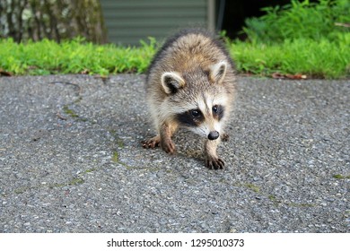 Small Baby Raccoon Near House.