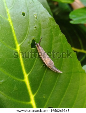 a small baby slug on a leaf