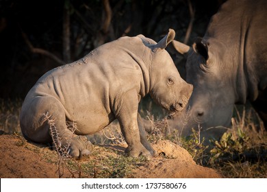 Small Baby White Rhino Sitting On A Termite Mound Resting In Kruger Park South Africa