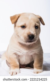 Small Baby Yellow Labrador Purebred Mixed Breed Shepherd Puppy Dog Sitting Isolated In Studio On White Background