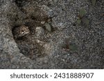 Small Baby Young Western Toad (Anaxyrus boreas) Hiding in A Deer Hoof Print with Space for Text