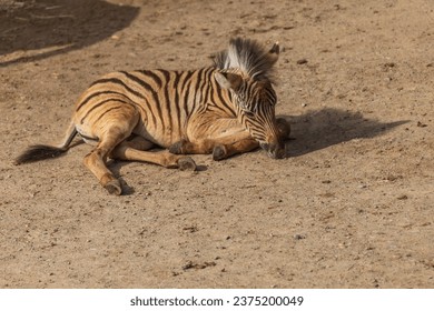 A small baby Zebra - Hippotigris lies on the ground.