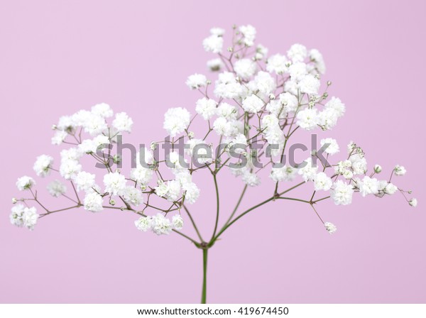 Petites Fleurs A L Haleine De Bebe Photo De Stock Modifiable