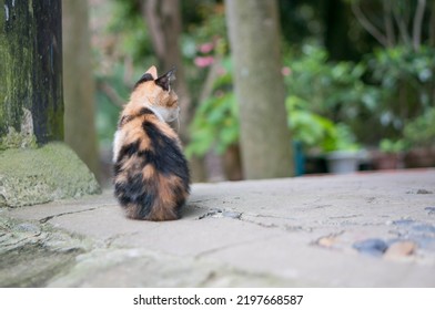 
The small back of a kitten living at Fushimi Inari Shrine at night in Kyoto, Japan - Shutterstock ID 2197668587