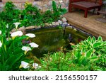 Small backyard pond decoration. Artificial pond in garden. Pool aquatic plants. Pond border decoration. Summer.