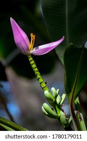 Small Banana Plant With Flower In Deep Jungle El Salvador.