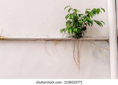 The Small Banyan Tree Thrives In The Cracks In The Walls And Uses The Waterways To Get A Foothold In The Sun, Nature Finds Its Own Way