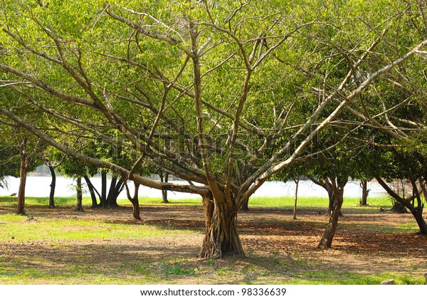 Small Banyan Tree Wide Branches Stock Photo (Edit Now) 98336639